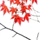 もみじ１