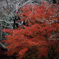 絡み合う紅葉