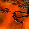 ａ　ｍａｐｌｅ ｃｏｌｏｒ
