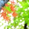 もみじ６