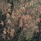 紅葉(3)