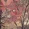 紅葉(1)