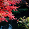 紅葉始まる