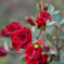 薔薇