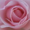 薔薇
