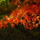 Momiji4