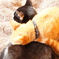 猫カフェ０