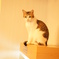 猫カフェ３