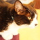 猫カフェ５