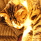 猫カフェ６