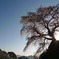 又兵衛桜
