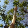 Horse Tail