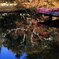 水面の紅葉