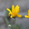 まだ蜜を探しに虫が来ていました。
