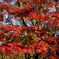 red curtain