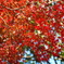 きらきら紅葉