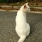 日本最南端の島の猫