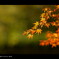 2011 紅葉 