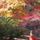 もみじの橋