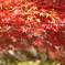 朱
