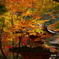 牛滝山の紅葉１