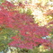 紅葉　１
