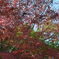 紅葉　２