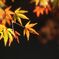 夜紅葉