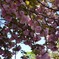 八重桜
