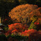勝尾寺の紅葉③