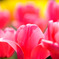 チューリップ