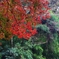 紅葉（養老渓谷）