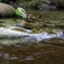 粟又の滝上流 No.2