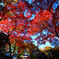 画像 019_conew1