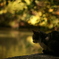 猫のいる風景
