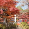 筑波山「紅葉」