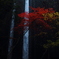 晩秋の紅