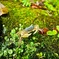 freshwater crab