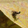カマキリ拳法！