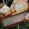ねこ