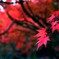 2011紅葉