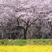 桜と菜の花