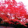 金福寺010