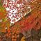 手前に紅葉
