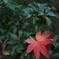 2011紅葉　-1-