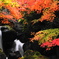 2011紅葉　-3-
