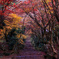 Autumn Entrance
