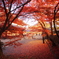 紅簾