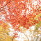 秋に輝る紅葉