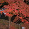 紅葉と川